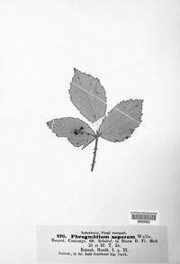 Phragmidium asperum image